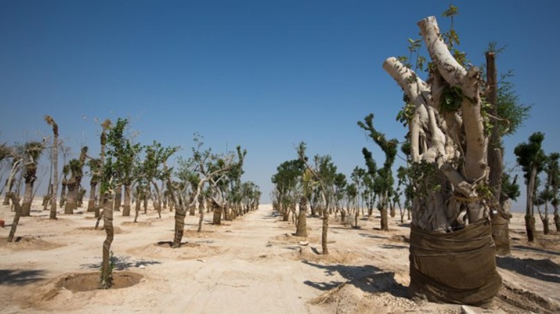 qatar-trees
